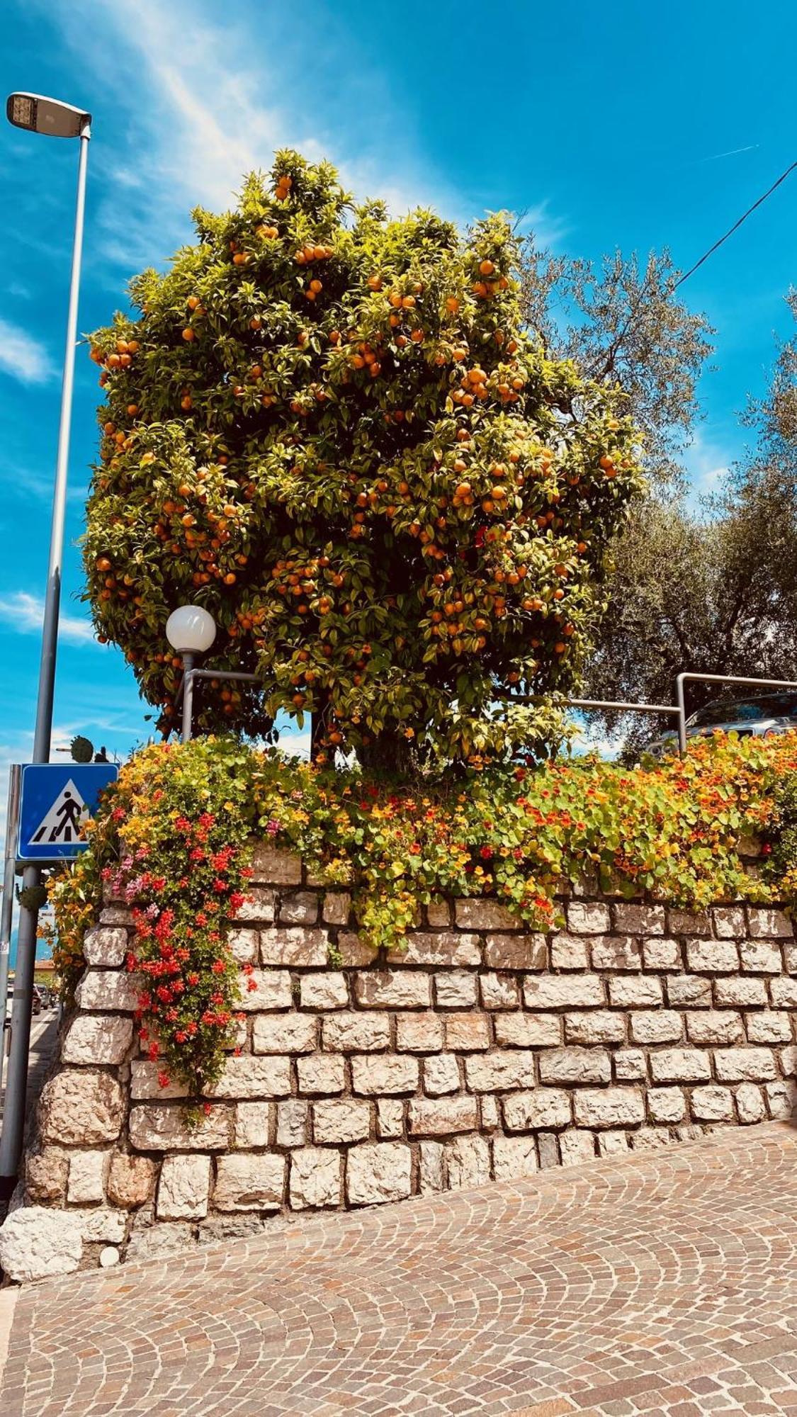 מאלצ'סינה Hotel Ideal מראה חיצוני תמונה